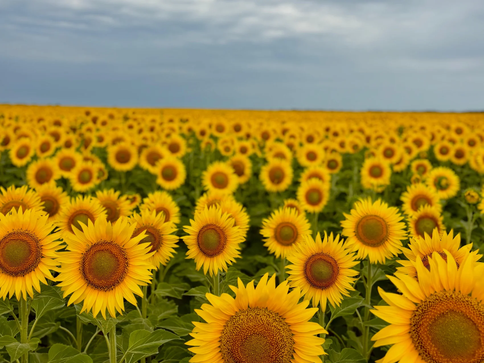 Pancho & Mery
